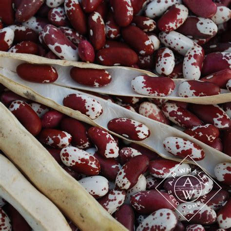 Jacob's Cattle Dry Bean Jacob's Cattle Dry Bean